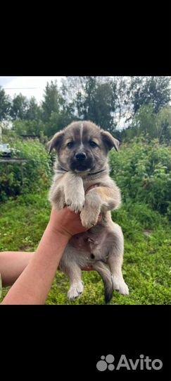 Щенок 1,5 мес