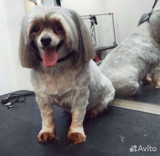 Грумминг, стрижка собак и кошек