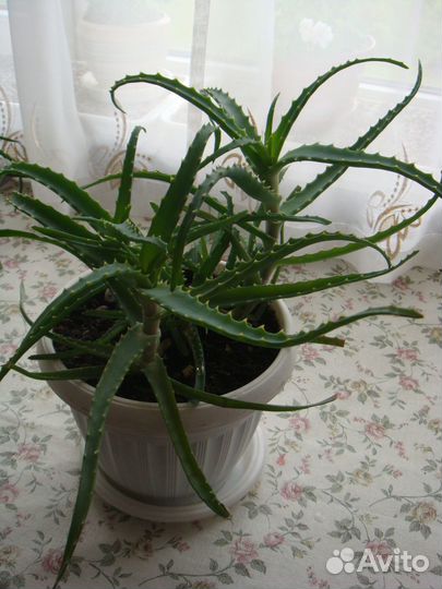 Алоэ столетник