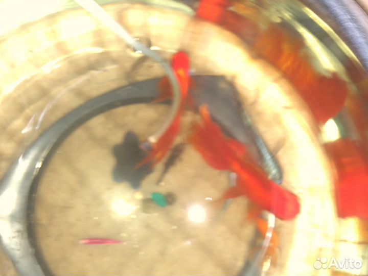 Золотая рыбка