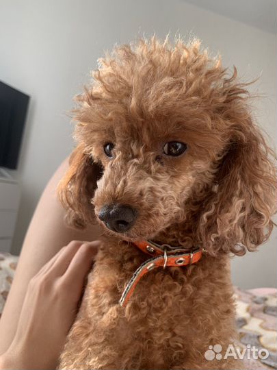 Той-пудель вязка девочка