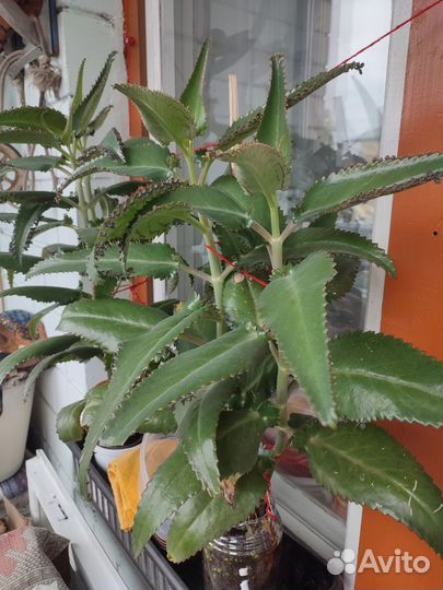 Каланхоэ лечебное