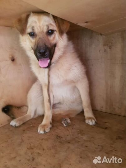 Маленькая собака в добрые руки