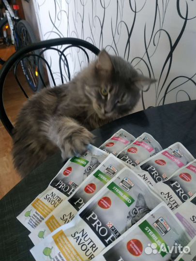 Корм для кошек Pro plan, влажный, 85 гр