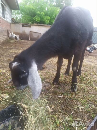 Коза нубийская