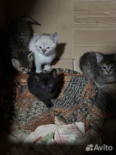 Отдам в добрые руки котят