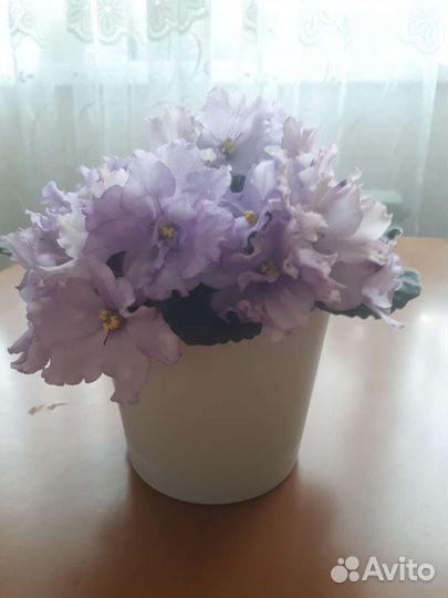Сортовые фиалки