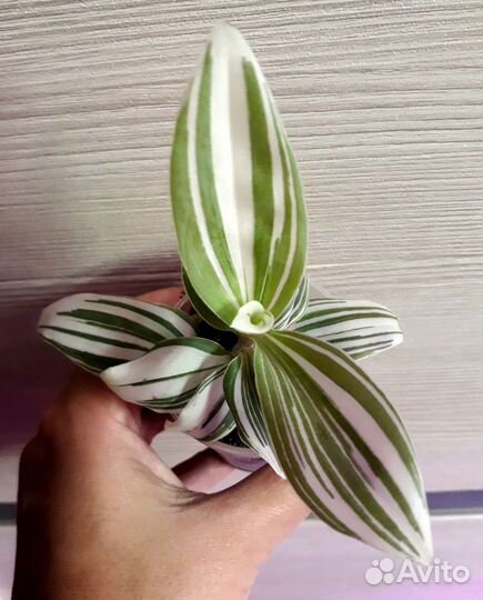 Традесканция