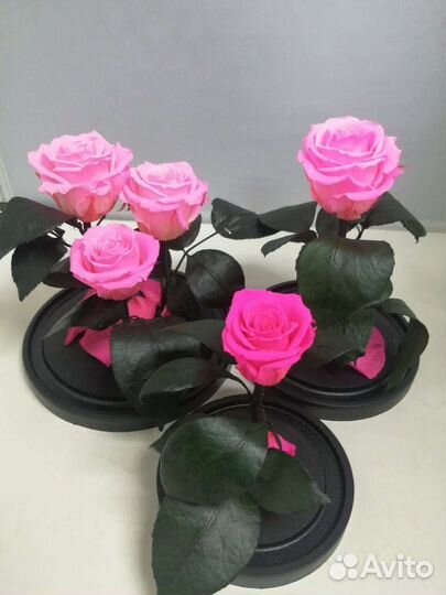 Роза в колбе