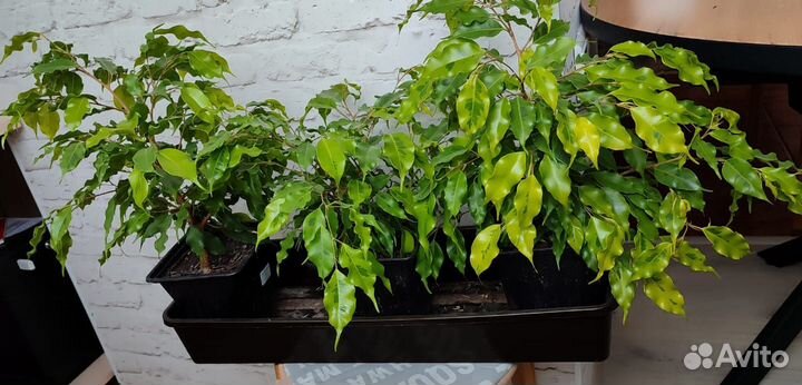 Фикус бенджамина пестролистный