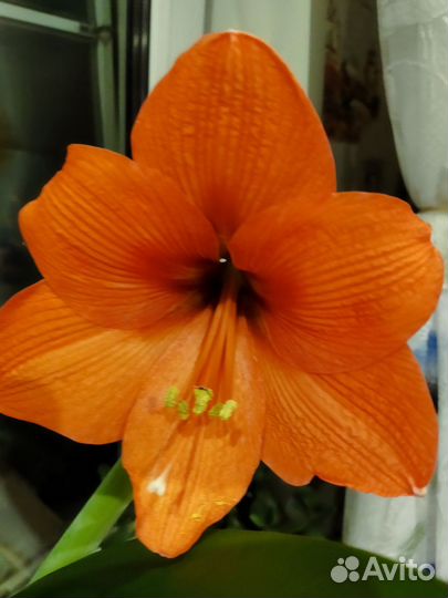 Гиппиаструм