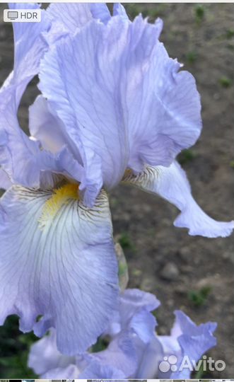 Продаю ирисы