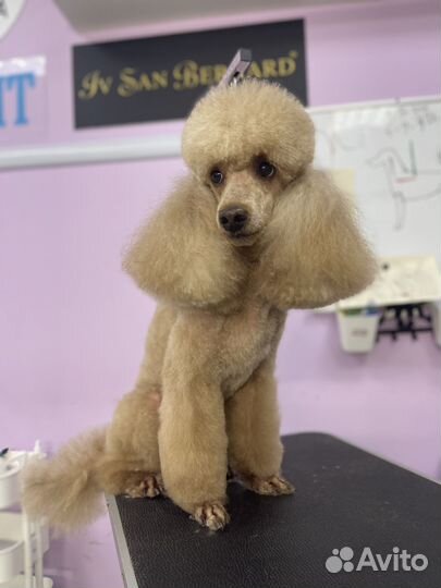 Груминг.Стрижка йорка,шпица,стрижка кошек,собак