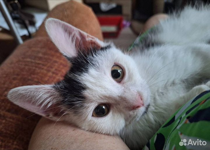 Котенок