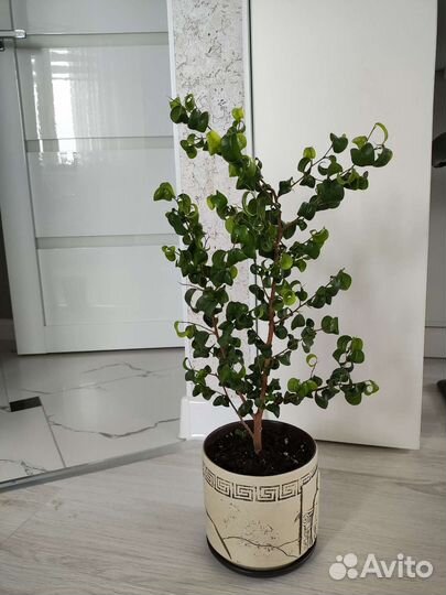 Фикус бенджамина Голден Моник, Барок, Наташа вар