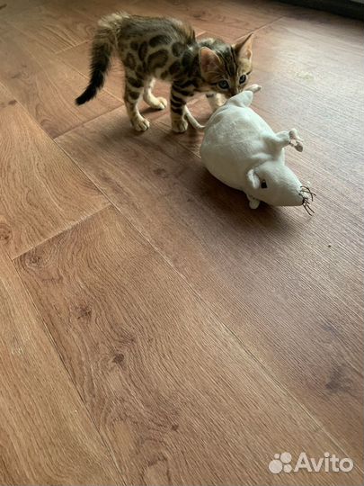 Бенгальский котенок