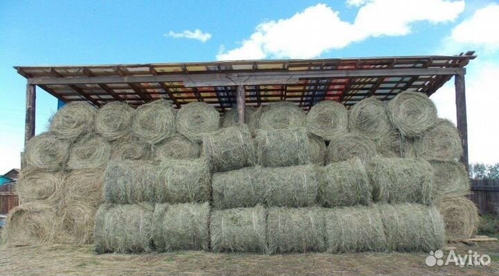 Сено в рулонах