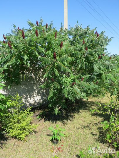 Продаю саженцы дерева сумах уксусный (оленерогий)