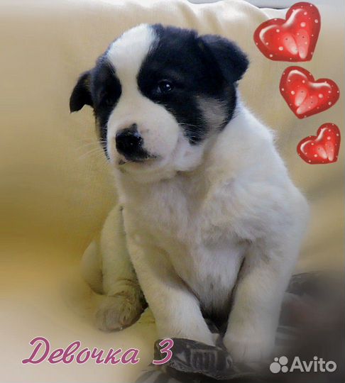 Щенки метис американской акиты