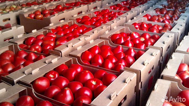 Упаковщики-Фасовщики помидор Вахта в Туле с жильем