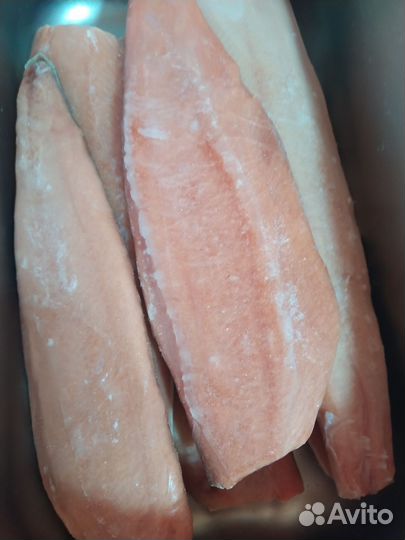 Форель, Сёмга