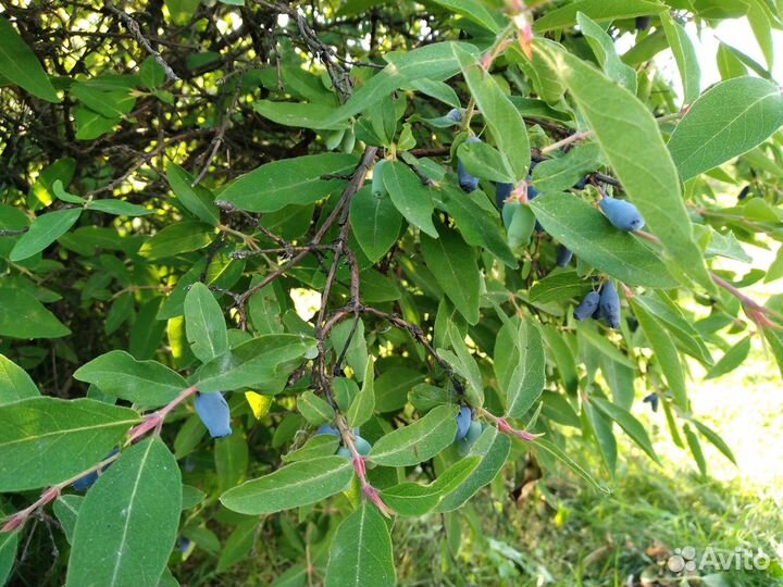 Жимолость саженцы