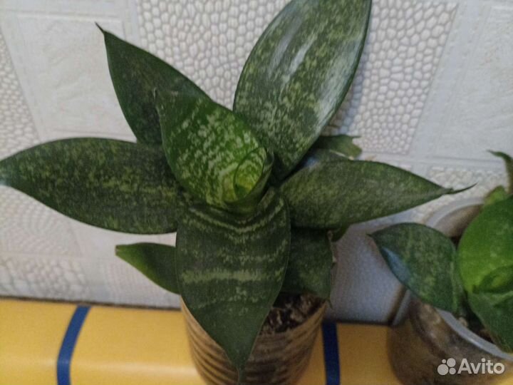 Сансевиерия