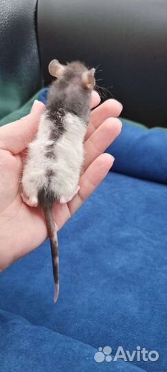 Крыса крысята сфинкс дамбо рекс от заводчика