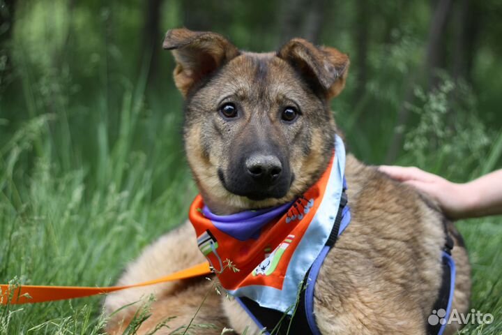 Подарите щенуле жизнь дома