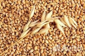 Пшеница и ячмень
