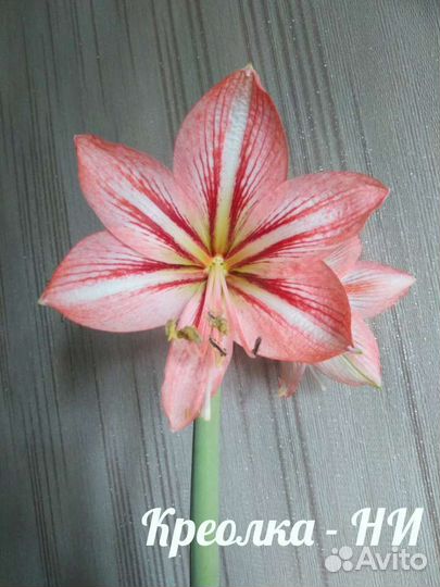 Гиппиаструм