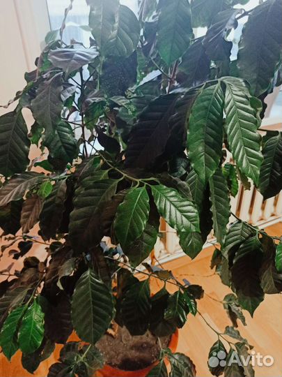 Кофейное дерево арабика