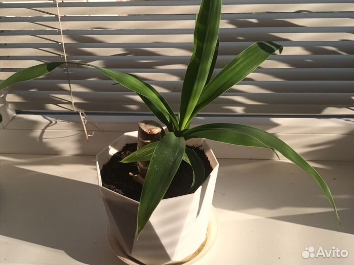 Комнатные цветы юкка