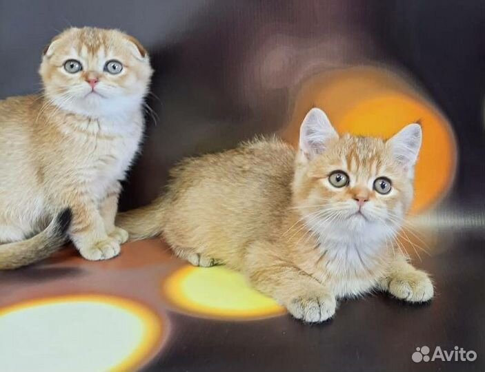 Супер котята золотого окраса