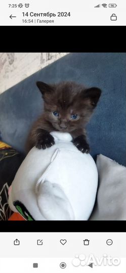 Котята в добрые руки бесплатно