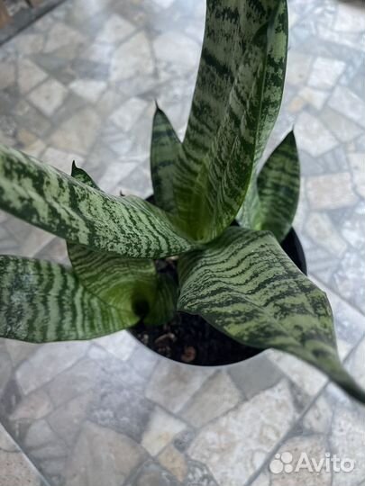 Сансевиерия