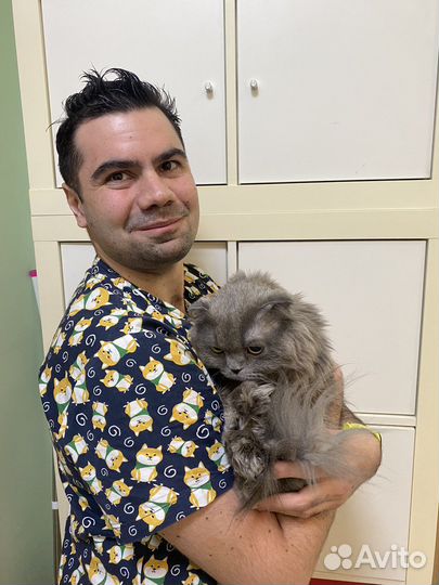 Кастрация кота на дому