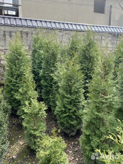 Туи в наличии