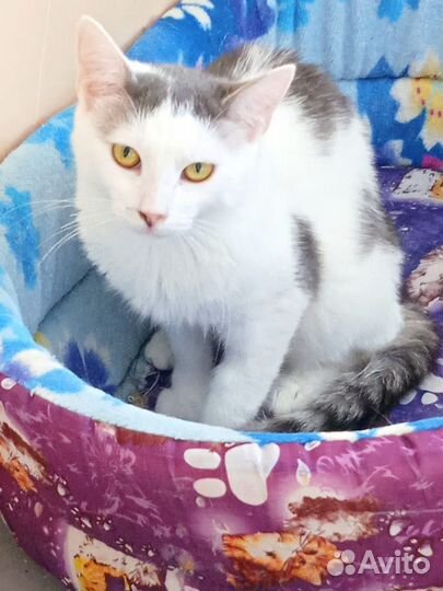 Кошка ищет дом