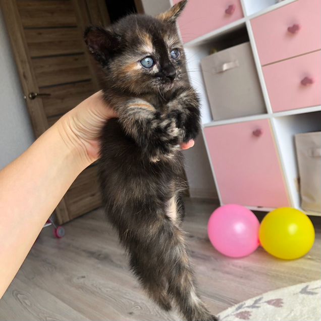 Котёнок в добрые руки
