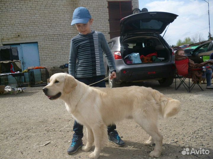 Золотое счастье в дом