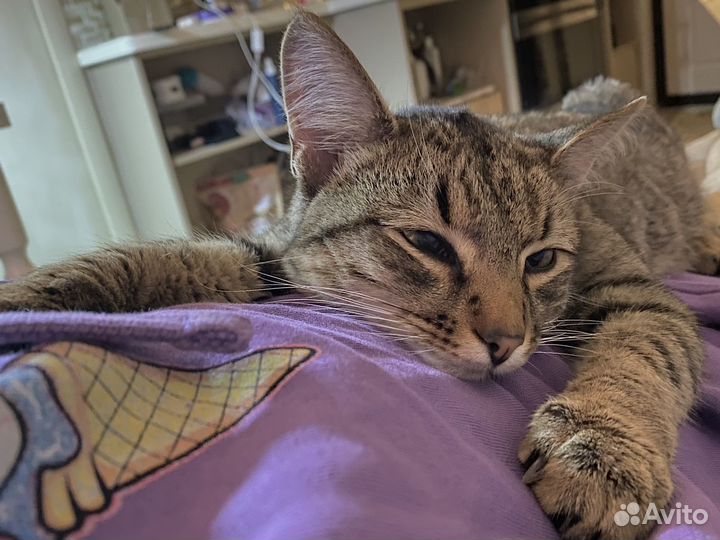 Отдам кота в добрые руки