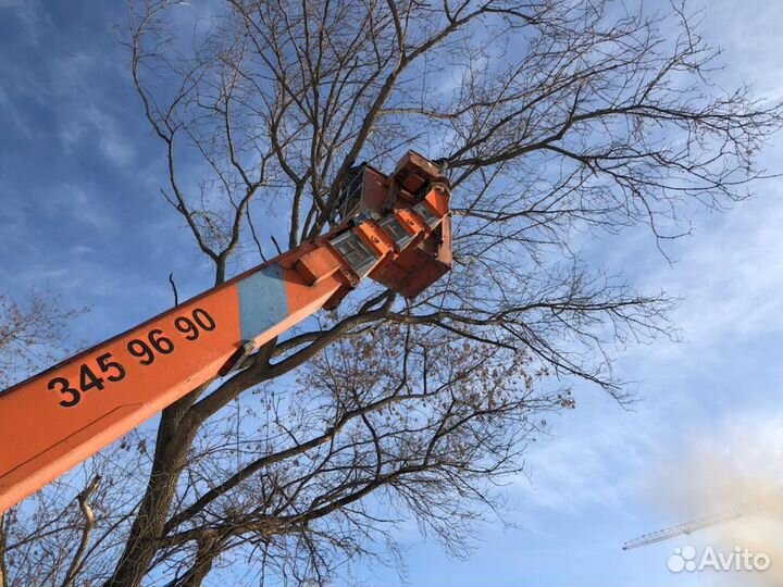 Спил деревьев