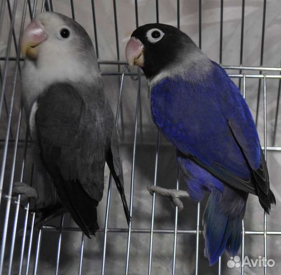 Неразлучники Фишера и Масковые фиолетовые и чёрные