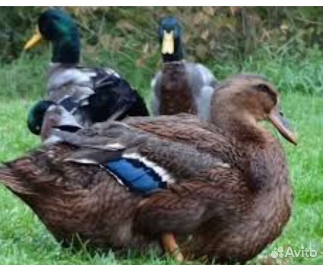 Руанская утка