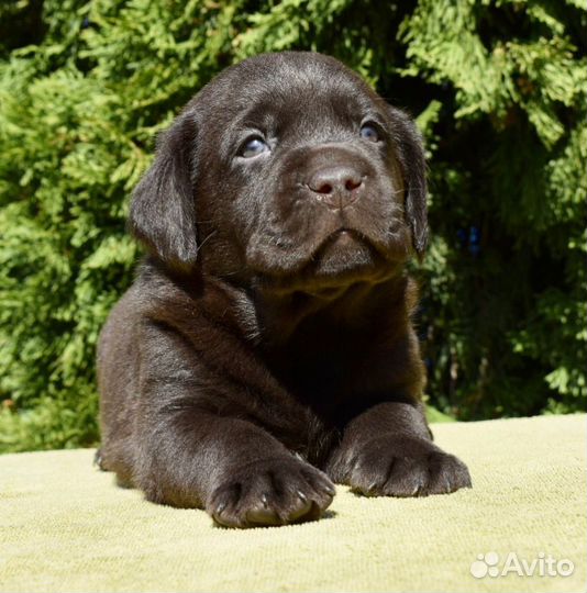 Щенки лабрадора