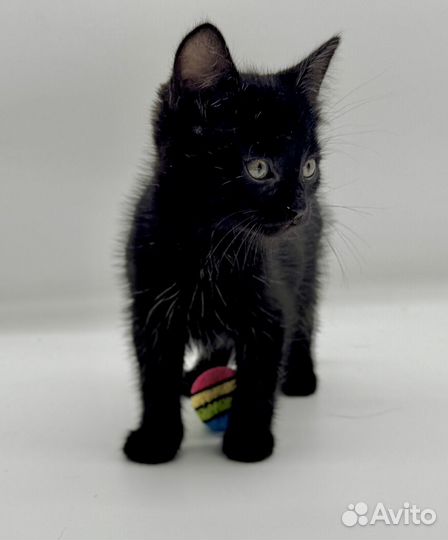 Очаровательный котенок