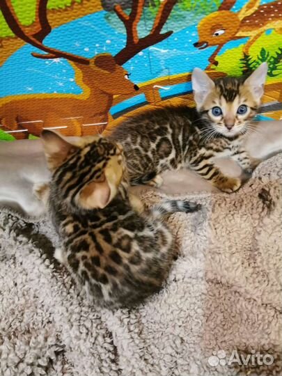 Бенгальские котята