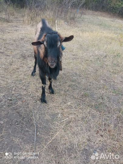 Чешский козел