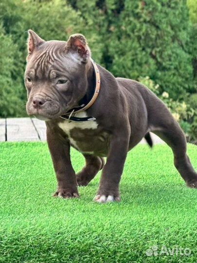 Очень красивая девочка Американский булли